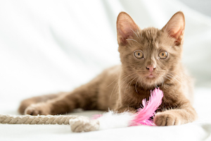 Katze